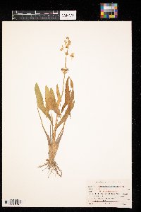 Sagittaria latifolia image