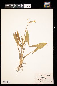 Sagittaria latifolia image