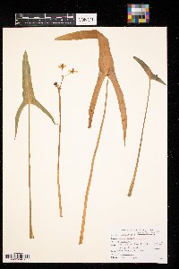 Sagittaria latifolia image