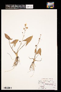 Sagittaria latifolia image