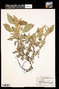 Amaranthus retroflexus image