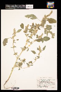 Amaranthus retroflexus image