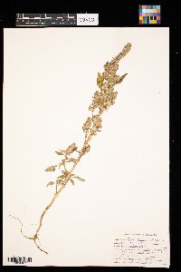 Amaranthus retroflexus image