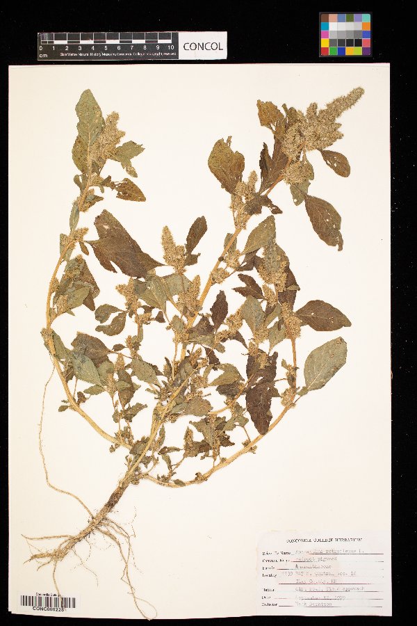 Amaranthus retroflexus image