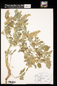 Amaranthus retroflexus image