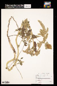 Amaranthus retroflexus image