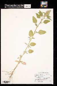 Amaranthus retroflexus image