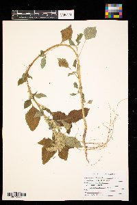 Amaranthus retroflexus image