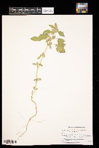 Amaranthus retroflexus image