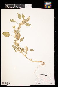 Amaranthus retroflexus image