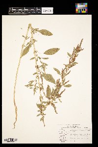 Amaranthus tuberculatus image