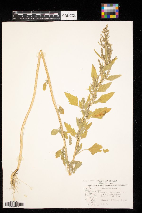 Chenopodium album image