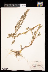 Chenopodium album image