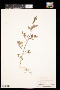 Chenopodium album image