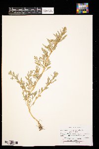 Chenopodium album image