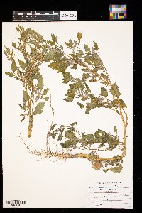 Chenopodium album image