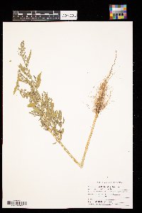 Chenopodium album image