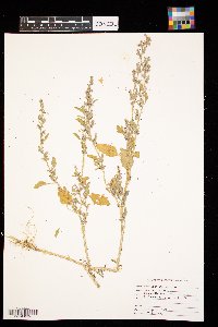 Chenopodium album image