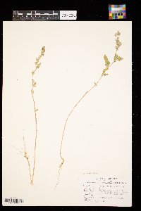 Chenopodium berlandieri image