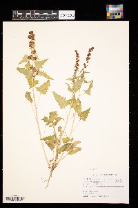 Chenopodium capitatum image