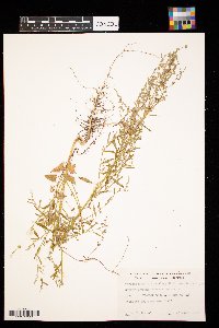 chenopodium leptophyllum image