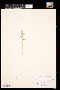 chenopodium leptophyllum image