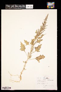 Chenopodium rubrum image