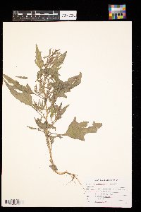 Chenopodium rubrum image