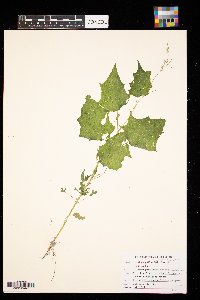 Chenopodium simplex image