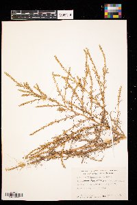 Salsola tragus image