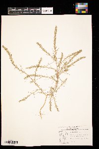 Salsola tragus image