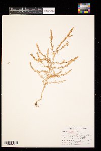 Salsola tragus image