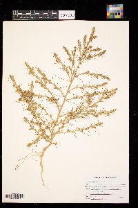 Salsola tragus image