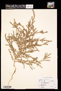 Salsola tragus image