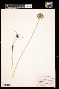 Allium stellatum image