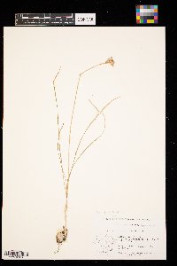 Allium stellatum image