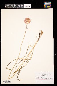 Allium stellatum image