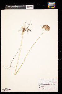 Allium stellatum image