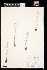 Allium stellatum image