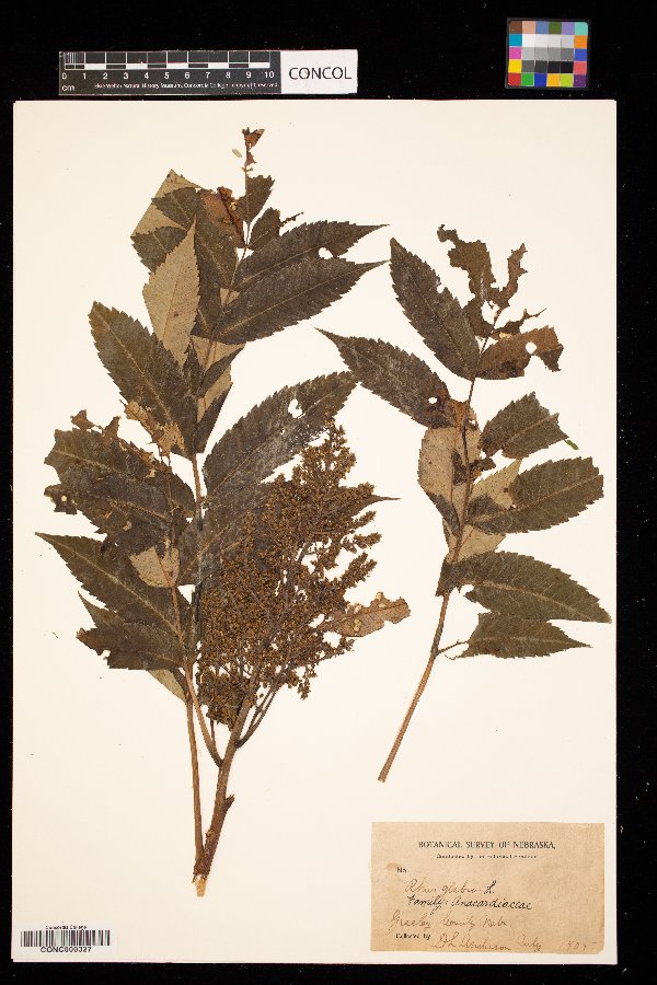 Rhus glabra image