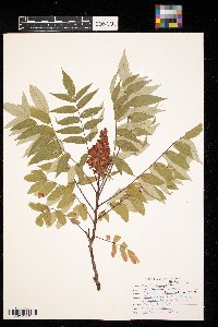 Rhus glabra image