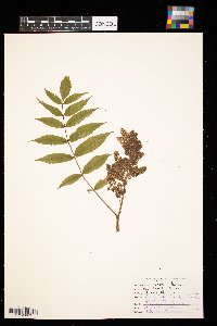 Rhus glabra image