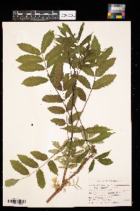 Rhus glabra image