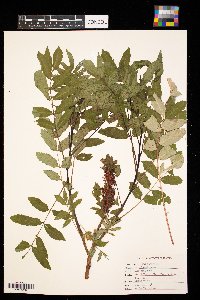 Rhus glabra image