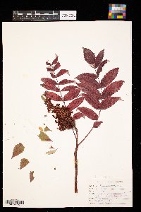 Rhus glabra image