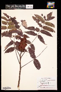 Rhus glabra image