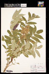 Rhus glabra image