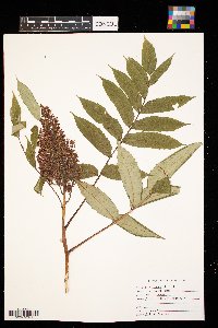 Rhus glabra image