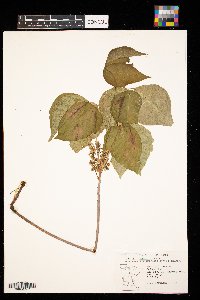 Toxicodendron radicans image