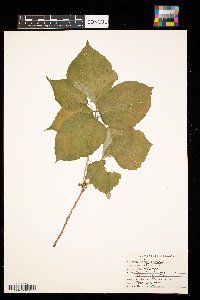 Toxicodendron radicans image